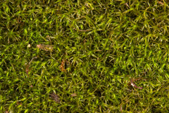 Bryoerythrophyllum recurvirostrum