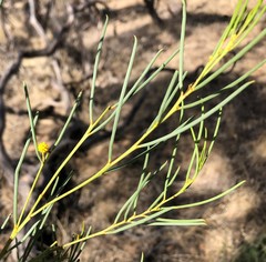 Acacia rigens