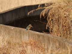 Alcedo atthis