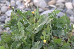Sonchus oleraceus