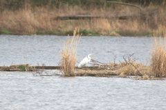 Ardea alba