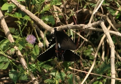 Papilio polytes stichius