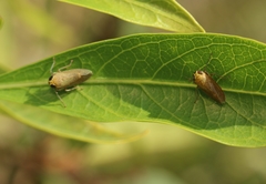 Calodia kirkaldyi