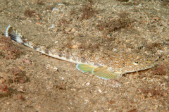 Marbled Flathead photo 1