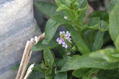 Veronica anagallis-aquatica