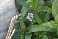 Veronica anagallis-aquatica