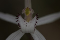 Caladenia saggicola