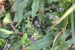 Veronica anagallis-aquatica