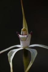 Caladenia saggicola