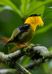 Manacus vitellinus