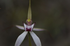 Caladenia saggicola