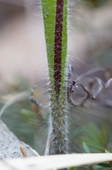 Caladenia saggicola