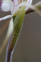 Caladenia saggicola