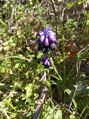 Muscari commutatum
