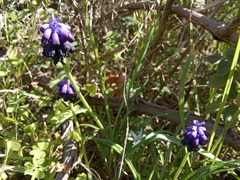 Muscari commutatum