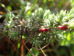 Camphorosma monspeliaca