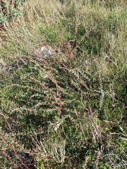 Camphorosma monspeliaca