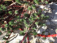 Camphorosma monspeliaca