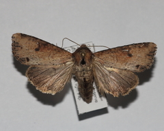 Apamea alia