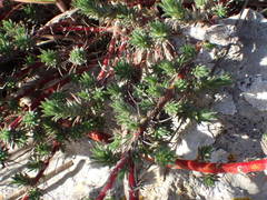 Camphorosma monspeliaca