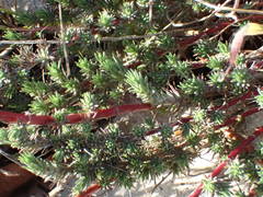 Camphorosma monspeliaca