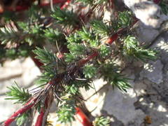 Camphorosma monspeliaca