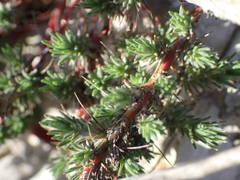 Camphorosma monspeliaca