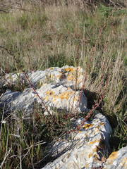 Camphorosma monspeliaca