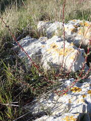 Camphorosma monspeliaca