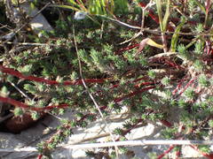 Camphorosma monspeliaca