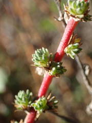 Camphorosma monspeliaca