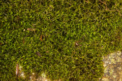 Bryoerythrophyllum recurvirostrum