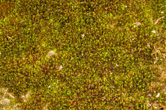 Bryoerythrophyllum recurvirostrum