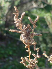 Camphorosma monspeliaca