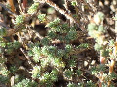 Camphorosma monspeliaca