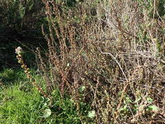 Camphorosma monspeliaca