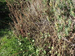 Camphorosma monspeliaca