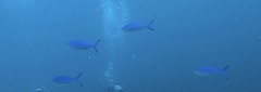 Caesio lunaris