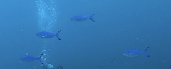 Caesio lunaris