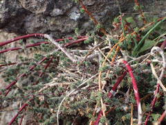 Camphorosma monspeliaca