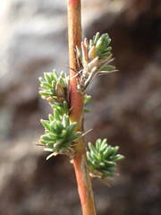 Camphorosma monspeliaca