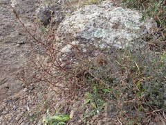 Camphorosma monspeliaca