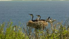 Phalacrocorax carbo lucidus
