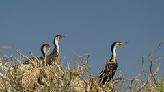 Phalacrocorax carbo lucidus