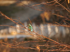 Alcedo atthis