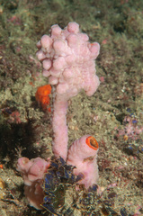Halisarca australiensis
