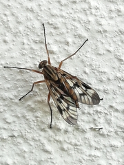 Rhagio atlanticus
