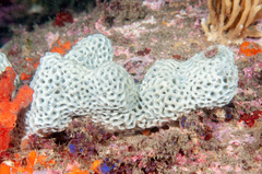 Holopsamma laminaefavosa