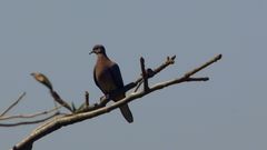 Streptopelia senegalensis