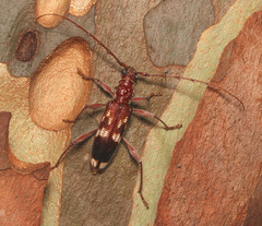 Coptocercus tricolor